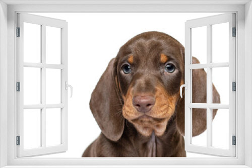 Fototapeta Naklejka Na Ścianę Okno 3D - Cute dachshund puppy dog portrait isolated on white studio background