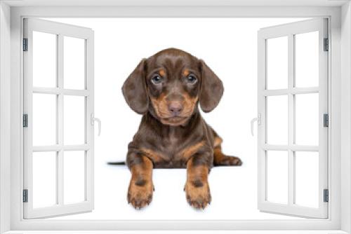 Fototapeta Naklejka Na Ścianę Okno 3D - Cute dachshund puppy dog isolated on white studio background banner
