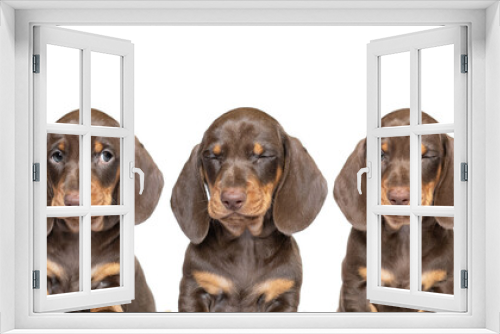 Fototapeta Naklejka Na Ścianę Okno 3D - Funny faces puppy dachshund dogs  isolated  on white studio background