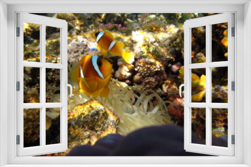 Fototapeta Naklejka Na Ścianę Okno 3D -      Clown fish amphiprion (Amphiprioninae). Red sea clown fish. 