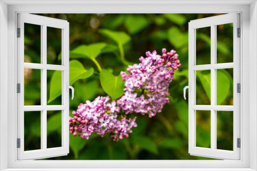 Fototapeta Naklejka Na Ścianę Okno 3D - Blumen im Frühling - Der Frühling ist da