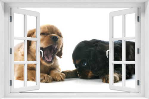 Fototapeta Naklejka Na Ścianę Okno 3D - puppy cavalier king charles