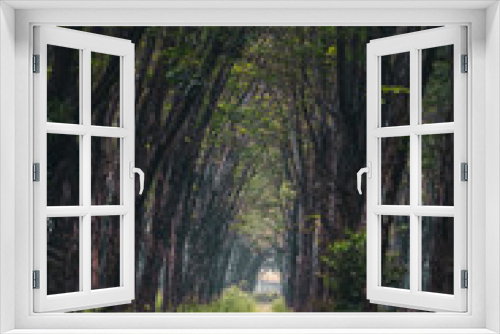 Fototapeta Naklejka Na Ścianę Okno 3D - Rubber tree industrial forest. rubber plantation, rubber latex storage container, located in Vietnam. Selective focus