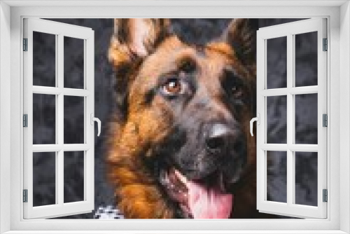 Fototapeta Naklejka Na Ścianę Okno 3D - Vertical portrait of Old German Shepherd Dog with the tongue out and cute bow tie