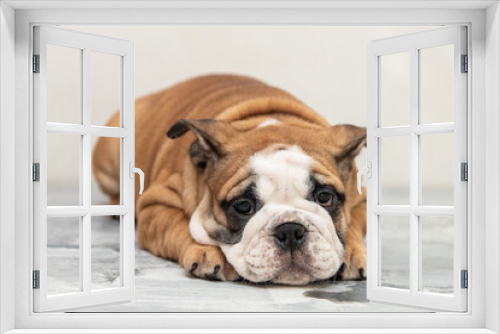 Fototapeta Naklejka Na Ścianę Okno 3D - English bulldog puppy on a uniform background