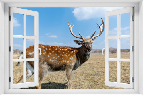 Fototapeta Naklejka Na Ścianę Okno 3D - Sika deer on the grassland in autumn