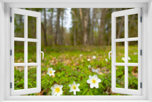 Fototapeta Naklejka Na Ścianę Okno 3D - Ethereal Elegance: Graceful White Spring Blossoms in Northern Europe