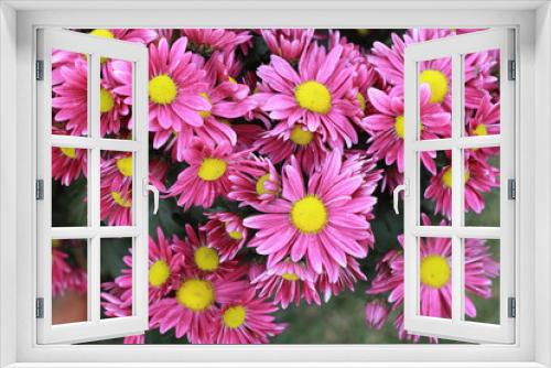 Fototapeta Naklejka Na Ścianę Okno 3D - pink gerbera flowers in the garden