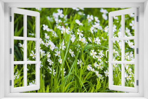 Fototapeta Naklejka Na Ścianę Okno 3D - Greater stitchwort or Stellaria holostea, white flowers