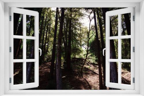Fototapeta Naklejka Na Ścianę Okno 3D - Opening in the Forest 2