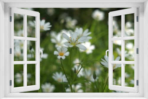 Fototapeta Naklejka Na Ścianę Okno 3D - Little white flowers of chickweed (Stellaria holostea) in the forest