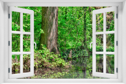 Fototapeta Naklejka Na Ścianę Okno 3D - Large tree trunk and stumps reflecting in the water of a a lake swamp. Spring summer landscape.