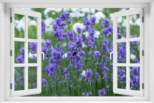 Fototapeta Naklejka Na Ścianę Okno 3D - bumblebee on lavender blossom