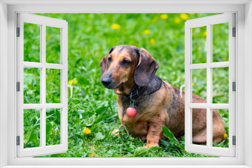 Fototapeta Naklejka Na Ścianę Okno 3D - A dachshund dog is resting on a green field with dandelions