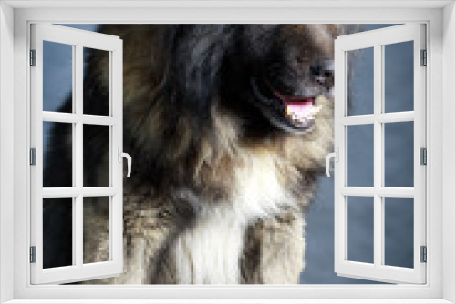 Fototapeta Naklejka Na Ścianę Okno 3D - Grey Caucasian Shepherd Dog