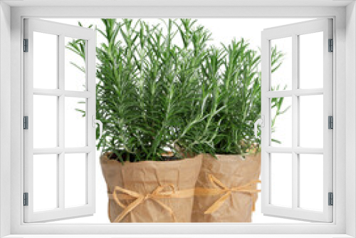 Fototapeta Naklejka Na Ścianę Okno 3D - Aromatic green rosemary in pots on white background