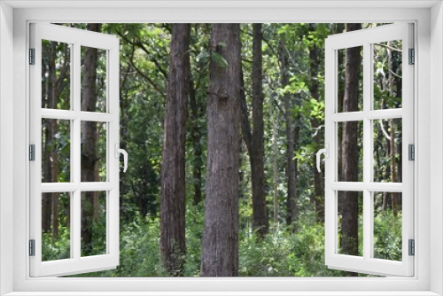 Fototapeta Naklejka Na Ścianę Okno 3D - Tree trunks in the green forest.