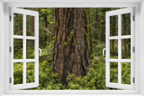 Fototapeta Naklejka Na Ścianę Okno 3D - Thick Forest in Yosemite with Pines and White Thorn Bushes