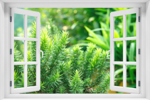 Fototapeta Naklejka Na Ścianę Okno 3D - Fresh green rosemary herbal texture background