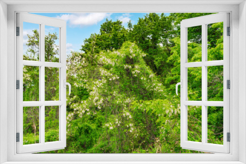Fototapeta Naklejka Na Ścianę Okno 3D - Blooming acacia tree in the forest