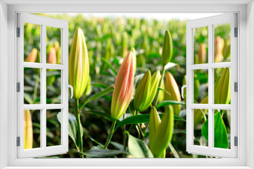 Fototapeta Naklejka Na Ścianę Okno 3D - Lily flower in garden.  Lily is in the greenhouse