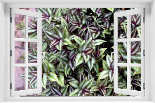 Fototapeta Naklejka Na Ścianę Okno 3D - Silver inch plant or silvery wandering jew or wandering jew