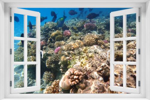Fototapeta Naklejka Na Ścianę Okno 3D - coral reef from the Red sea