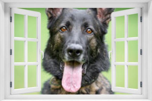 Fototapeta Naklejka Na Ścianę Okno 3D - Beautiful sable german shepherd portrait with open mouth and tongue out, outdoor, green blurred background, green spring grass