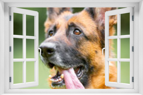Fototapeta Naklejka Na Ścianę Okno 3D - Beautiful black and tan german shepherd portrait with open mouth and tongue out, outdoor, green blurred background, green spring grass