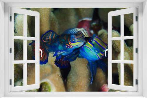 Fototapeta Naklejka Na Ścianę Okno 3D - a pair of mandarin fish mating