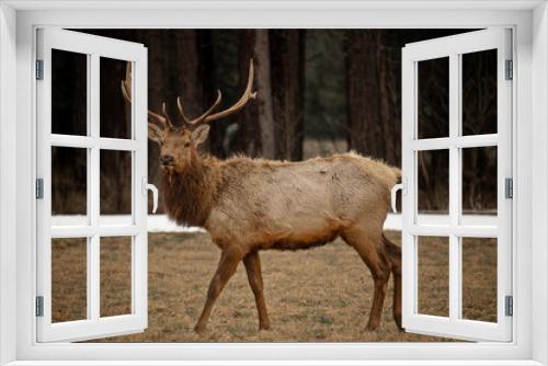 Fototapeta Naklejka Na Ścianę Okno 3D - Elk grazing in field
