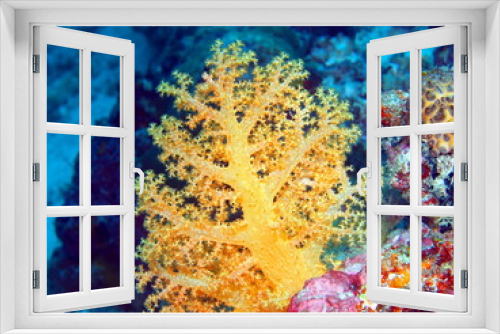 Fototapeta Naklejka Na Ścianę Okno 3D - Soft coral, island Maktan, Philippine