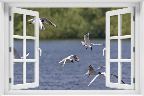 Fototapeta Naklejka Na Ścianę Okno 3D - Black headed gulls in flight over a lake