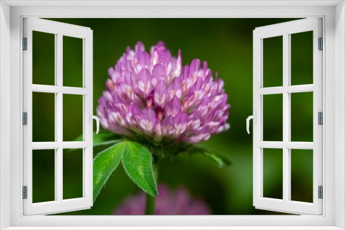 Fototapeta Naklejka Na Ścianę Okno 3D - Selective focus of a clover flower