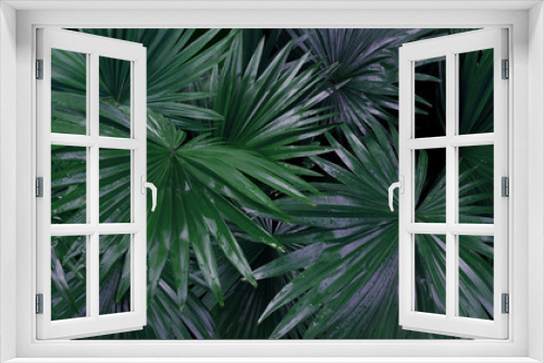 Fototapeta Naklejka Na Ścianę Okno 3D - Sugar palm leaf color tone dark in the morning. Tropical Plant and nature concept.