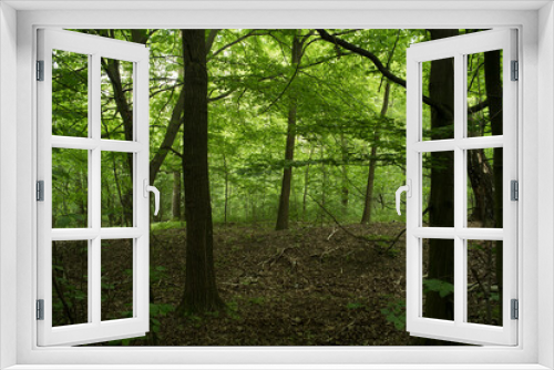 Fototapeta Naklejka Na Ścianę Okno 3D - Forest in May