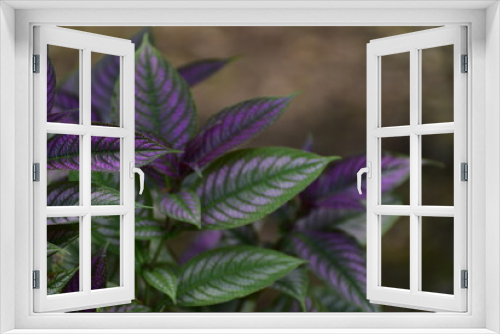 Fototapeta Naklejka Na Ścianę Okno 3D - Purple green leaf, Strobilantes dyerianus, beautiful leaf ornamental plant
