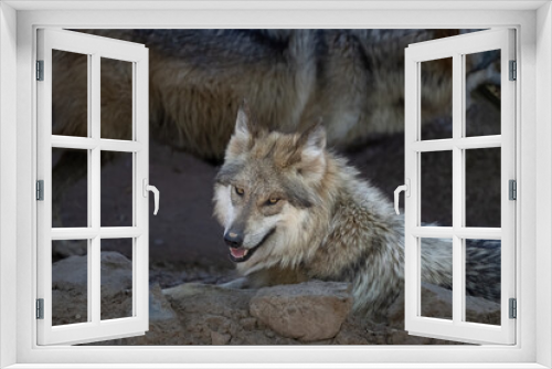 Fototapeta Naklejka Na Ścianę Okno 3D - Lobos the Mexican Red Wolf