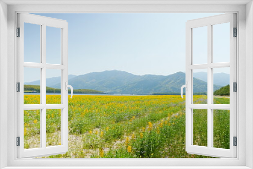 Fototapeta Naklejka Na Ścianę Okno 3D - 広大なルーピン畑の風景