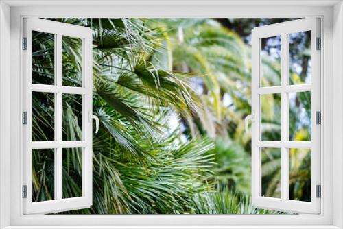 Fototapeta Naklejka Na Ścianę Okno 3D - Close-up of beautiful palm leaves. Natural calm background with palm leaves. Care for nature