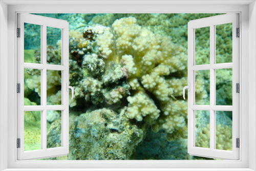 Fototapeta Naklejka Na Ścianę Okno 3D - Stony coral rasp coral, or cauliflower coral, knob-horned coral (Pocillopora verrucosa) undersea, Red Sea, Egypt, Sharm El Sheikh, Nabq Bay