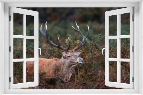 Fototapeta Naklejka Na Ścianę Okno 3D - Deer standing in field