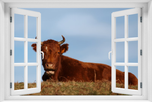 Fototapeta Naklejka Na Ścianę Okno 3D - vache brune