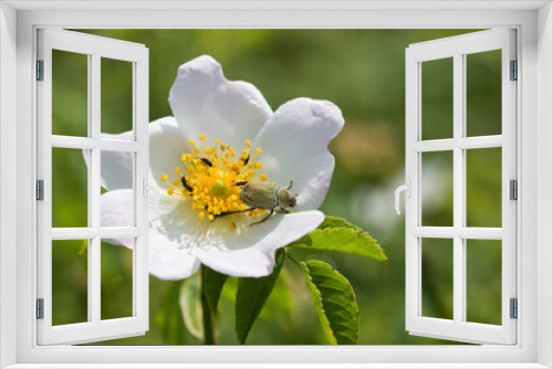 Fototapeta Naklejka Na Ścianę Okno 3D - Wild pollinator flying on a white flower to take the nectar. Biodiversity