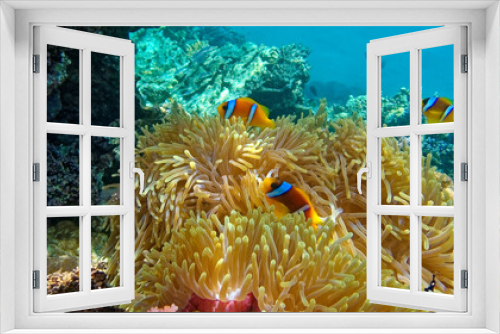 Fototapeta Naklejka Na Ścianę Okno 3D - clownfish  against the background of Anemone 