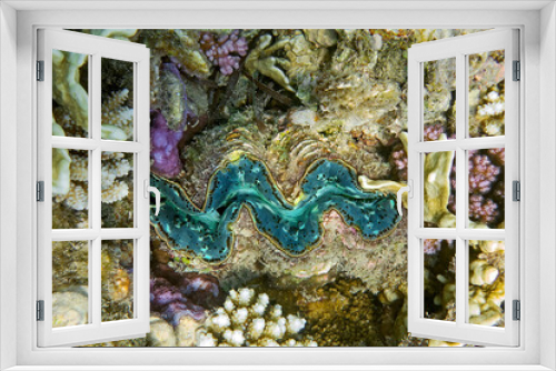 Fototapeta Naklejka Na Ścianę Okno 3D - underwater world, cockle Giant Clam in the Red Sea Colorful and beautiful