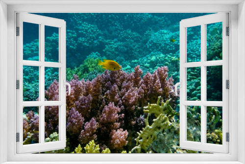Fototapeta Naklejka Na Ścianę Okno 3D - underwater world of corals and fishes,background