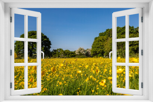 Fototapeta Naklejka Na Ścianę Okno 3D - A field of buttercups in the sunshine, with a blue sky overhead