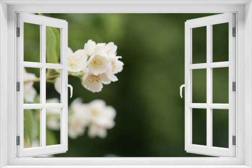 Fototapeta Naklejka Na Ścianę Okno 3D - Closeup of jasmine flowers on a bush in a garden