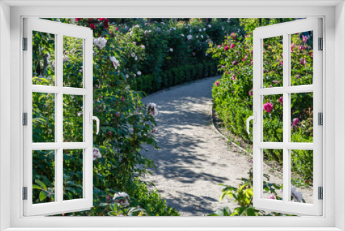 Fototapeta Naklejka Na Ścianę Okno 3D - Beautiful rose garden in summertime
